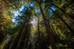Redwoods Trees Upwards Landscape Nature