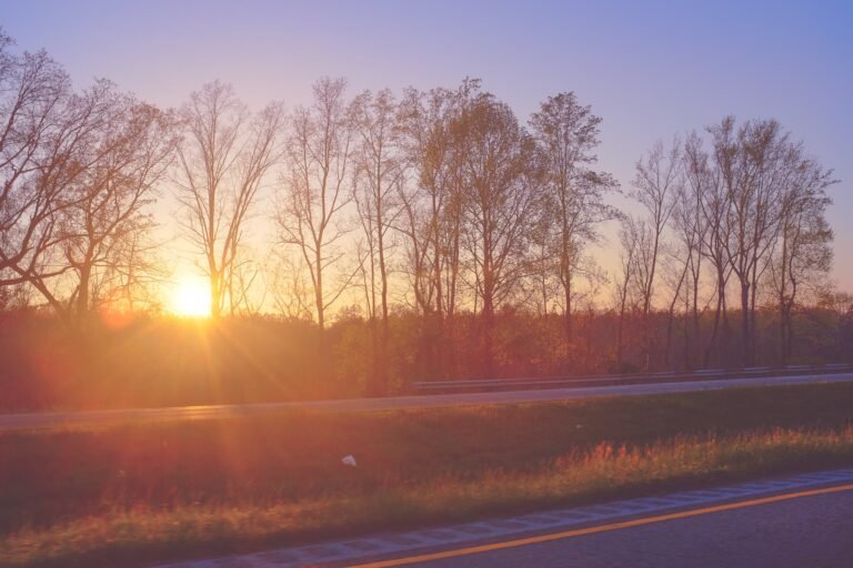 Sunset Trees Roadtrip Travel