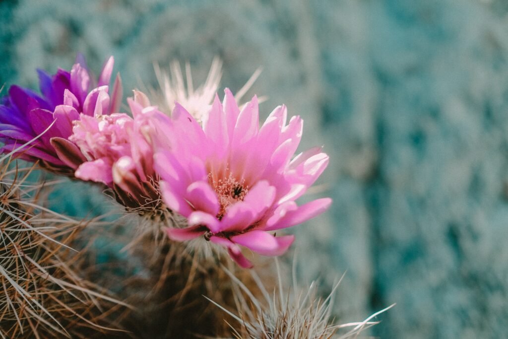 Cactus Flowers Pink Nature Macro Cactus Flowers Pink Nature Macro