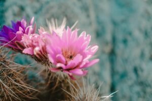 Cactus Flowers Pink Nature Macro