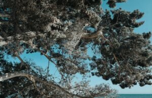 Trees Blue Sky Nature Landscape