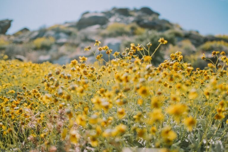 Yellow Spring Flowers Bloom LosAngeles