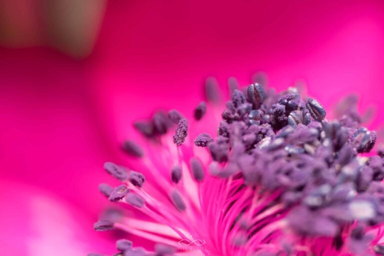 Pink Anemone Flower Nature Macro