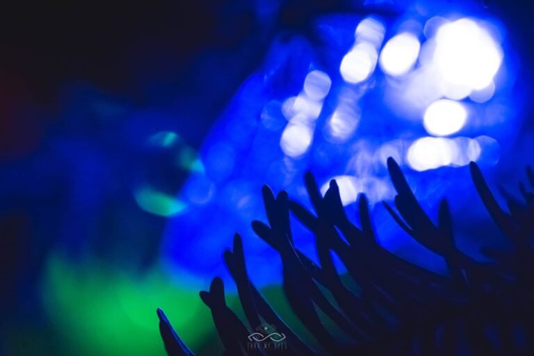 Christmas Lights Abstract Blue Macro