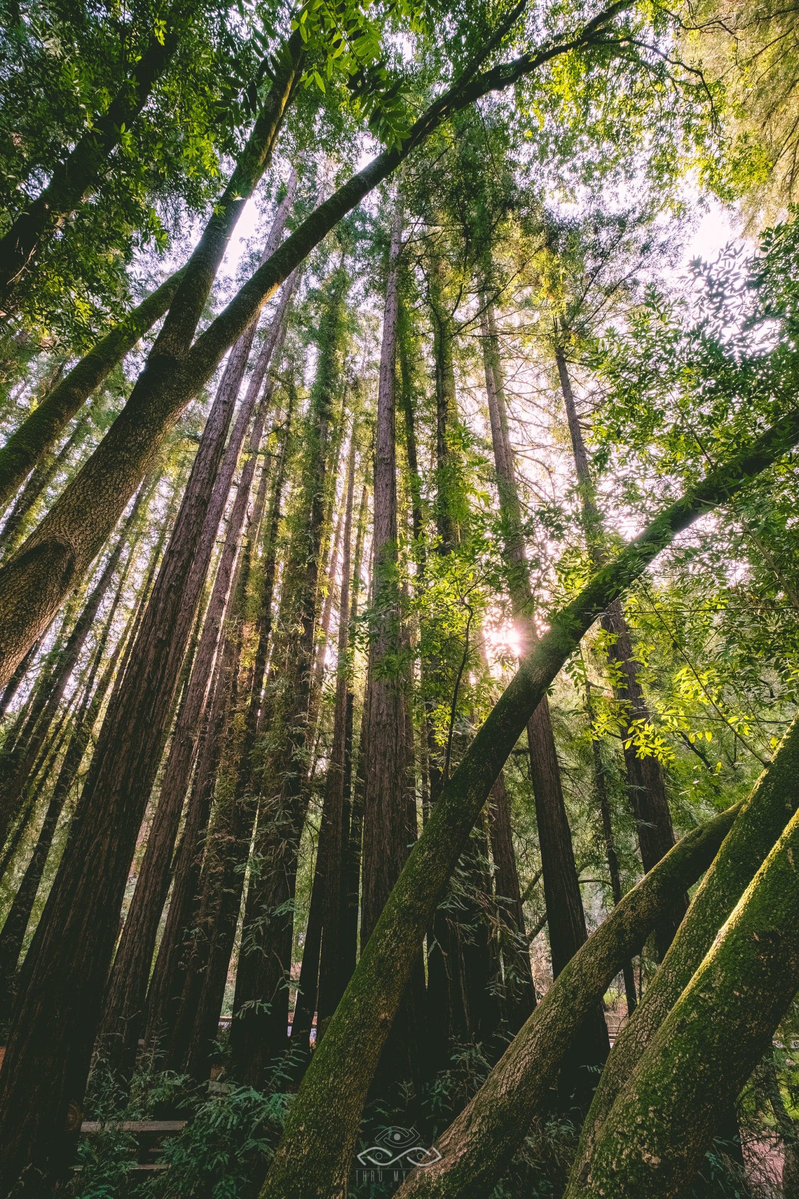 Miur Woods Green Trees Landscape