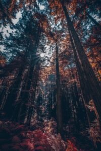 Redwood Trees Forest Nature Sunflare