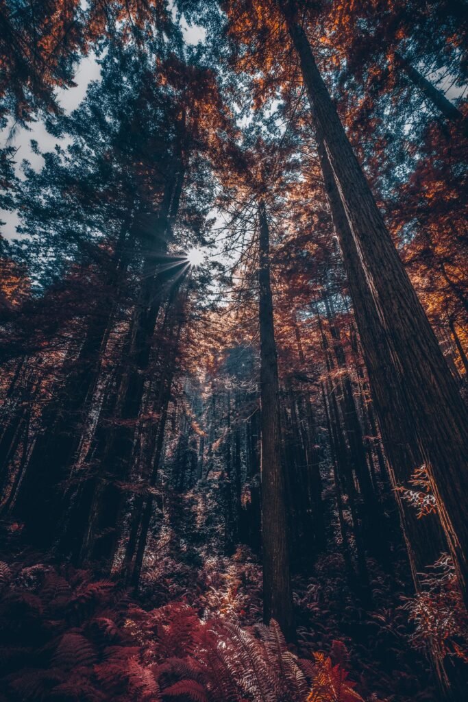 Redwood Trees Forest Nature Sunflare Redwood Trees Forest Nature Sunflare
