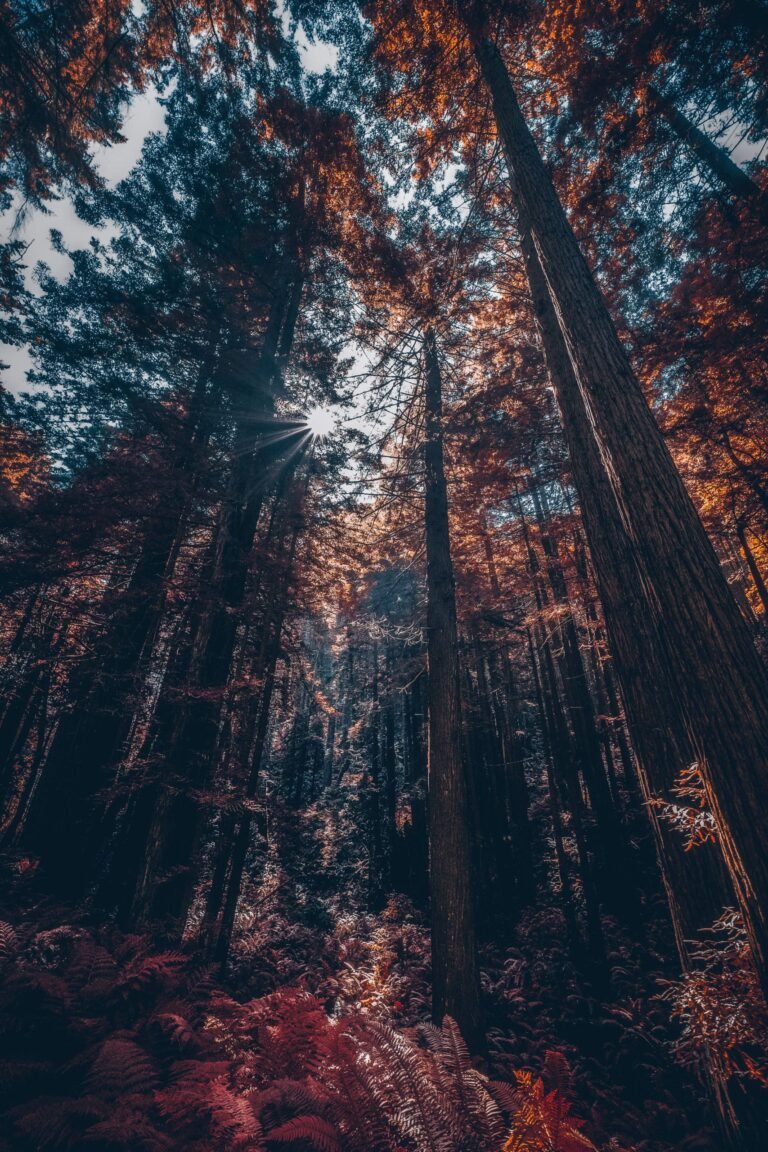 Redwood Trees Forest Nature Sunflare