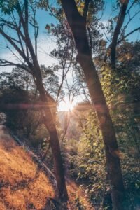 Sunrise Trees Flare Mountain Landscape