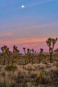 Joshua Tree Full Moon Landscape