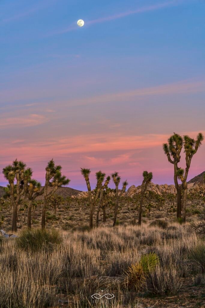 Joshua Tree Full Moon Landscape Joshua Tree Full Moon Landscape
