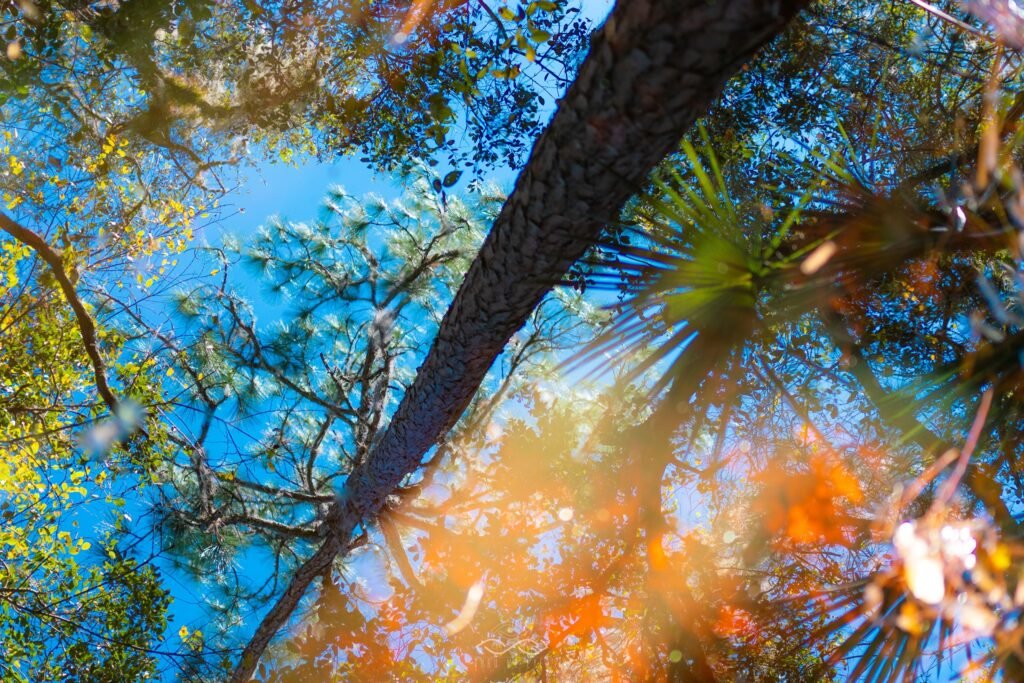 Puddle Reflection Abstract Trees Nature Puddle Reflection Abstract Trees Nature