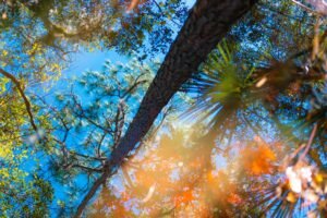 Puddle Reflection Abstract Trees Nature