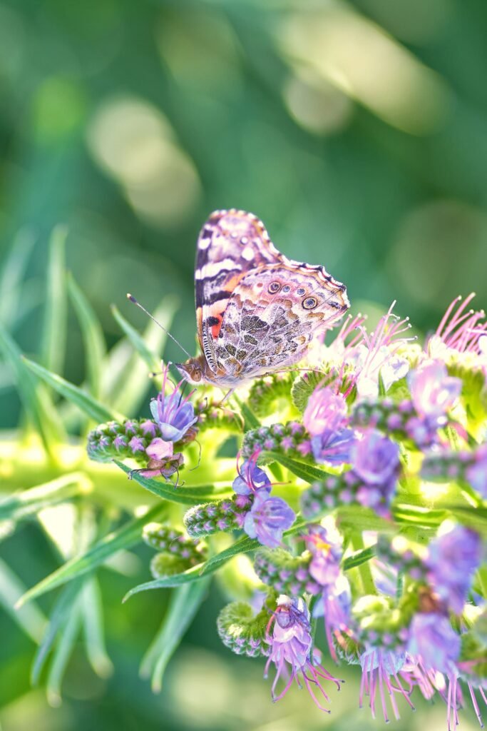 Butterfly Spring Nature Flower Macro Butterfly Spring Nature Flower Macro