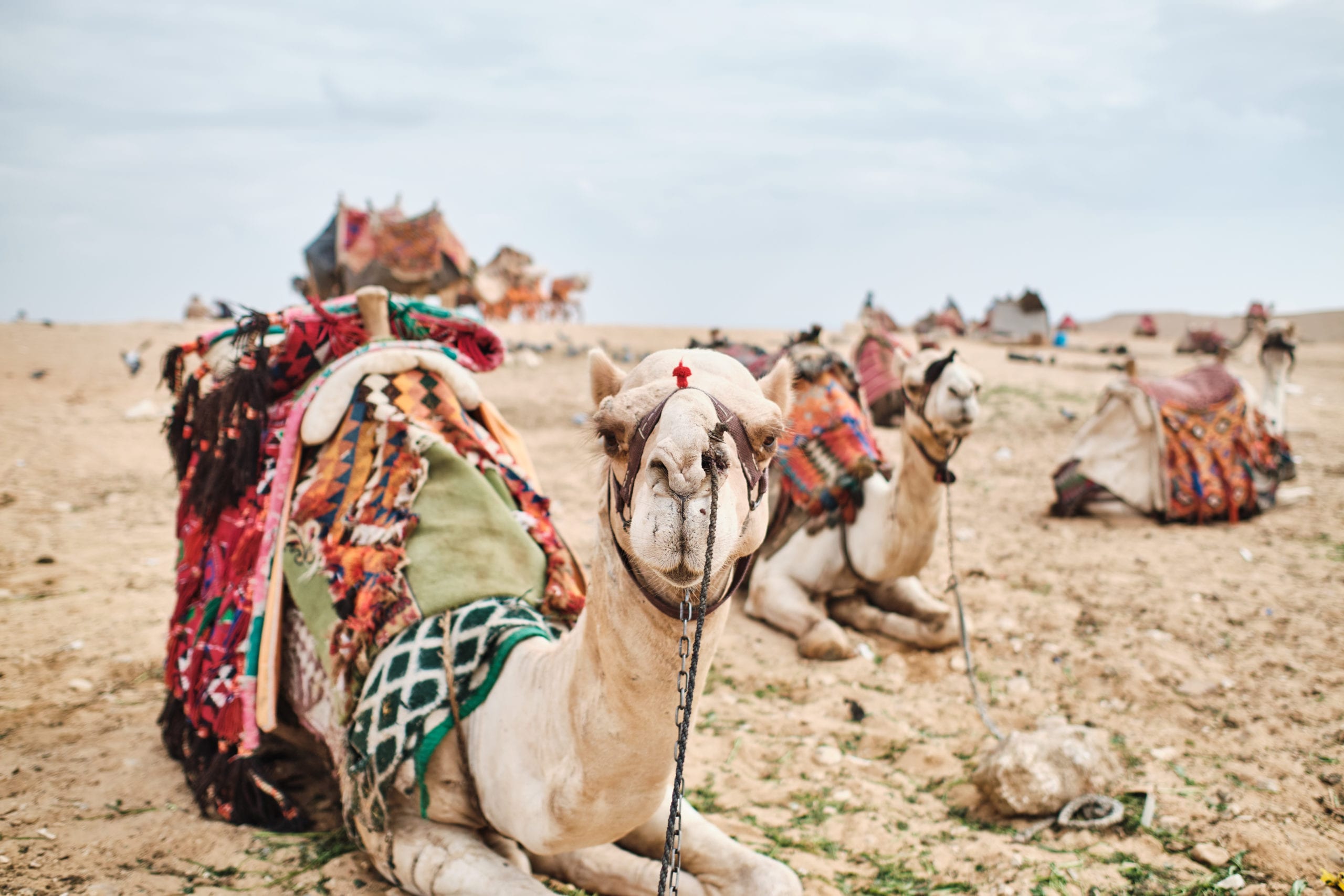 Camel Egypt Travel Landscape Pyramids