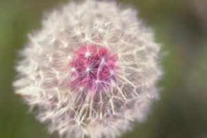Nature Macro Photograph of Dandelion Flower Fine Art Sarasota Photographer