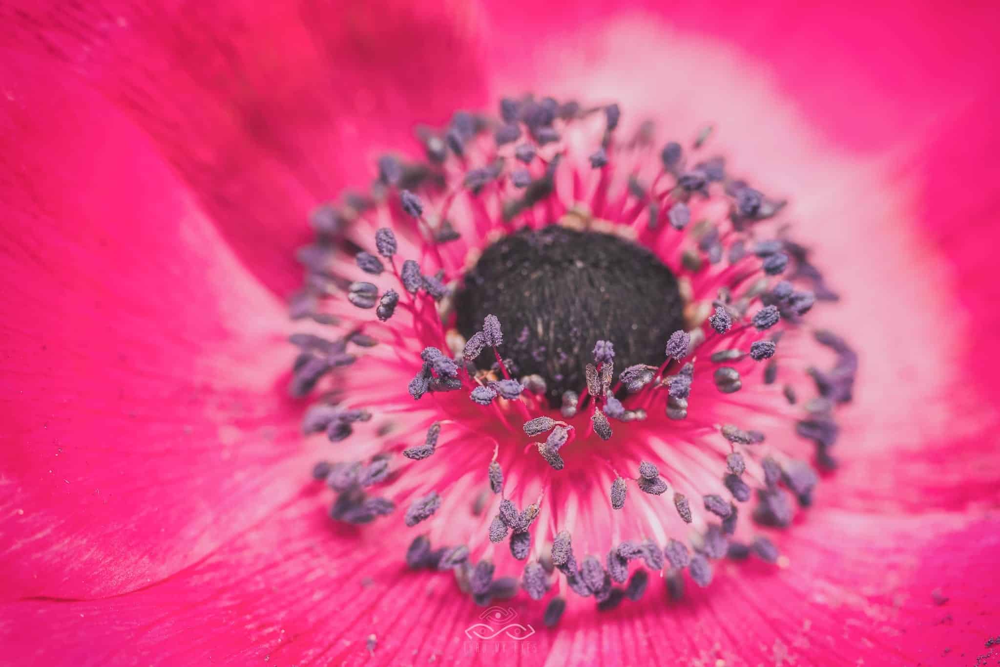 Pink Anemone Flower Nature Macro