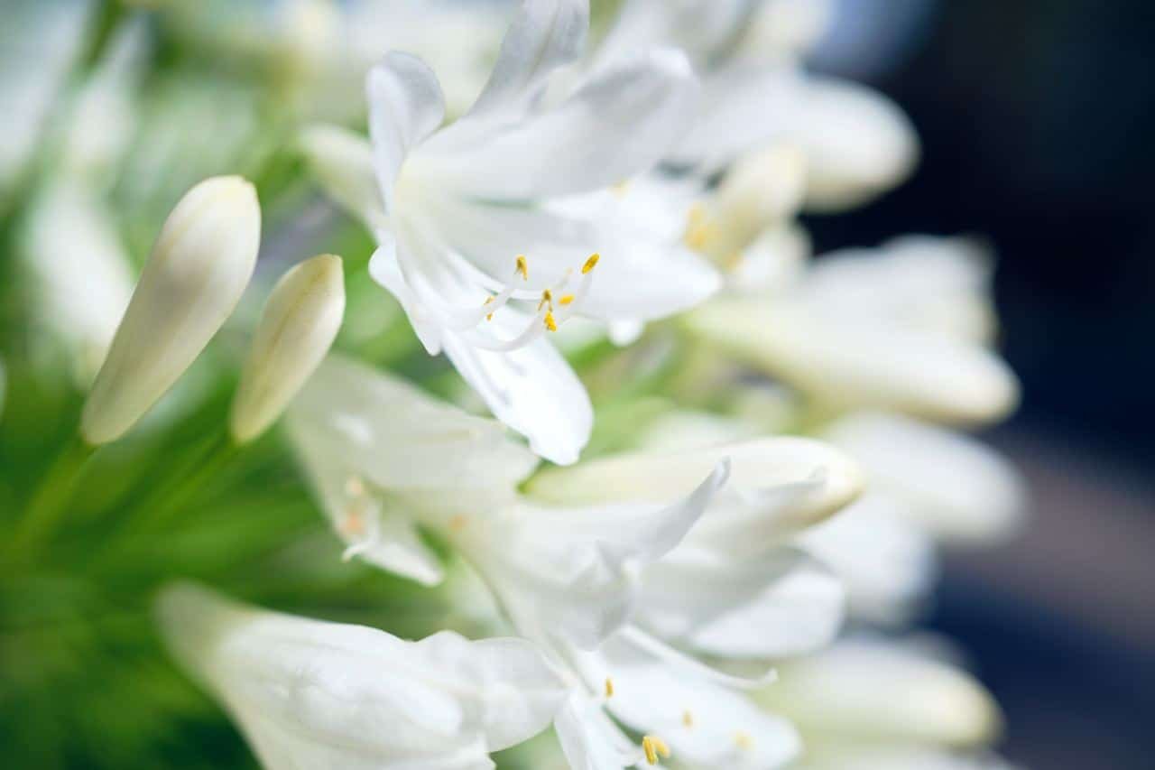 Agapanthus White Flowers Nature