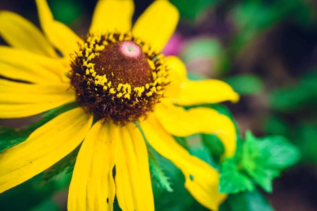 Yellow Flower Macro Nature Yellow Flower Macro Nature