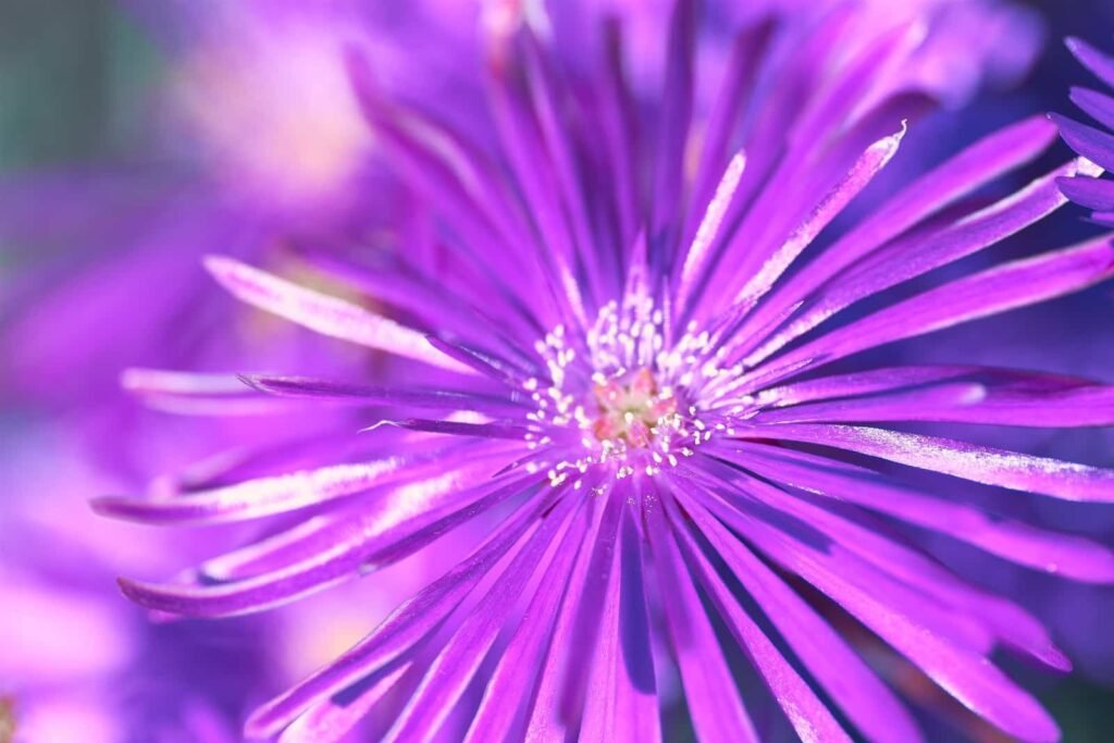 Purple Flower Macro Nature Purple Flower Macro Nature