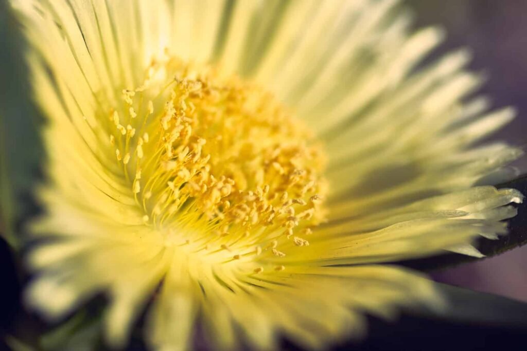 Yellow Flower Macro Nature Yellow Flower Macro Nature