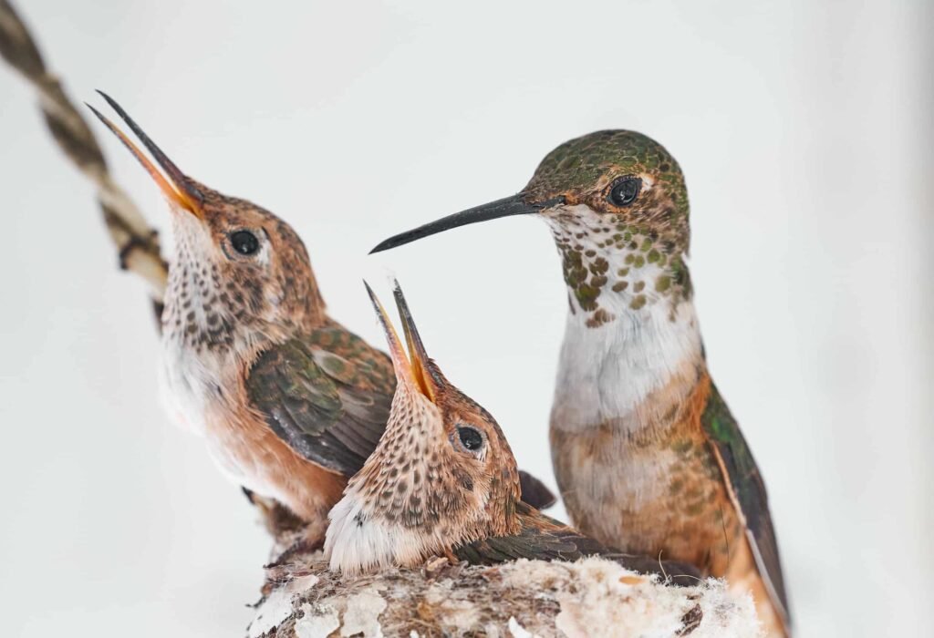Hummingbirds Nest Mother Babies Nature Hummingbirds Nest Mother Babies Nature