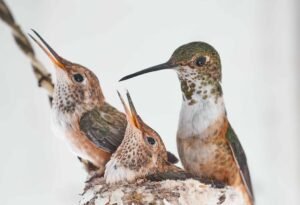 Hummingbirds Nest Mother Babies Nature