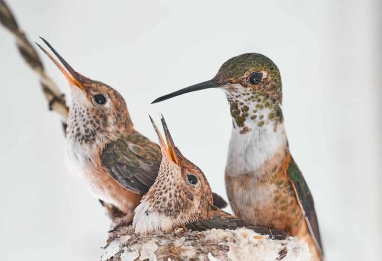 Hummingbirds Nest Mother Babies Nature