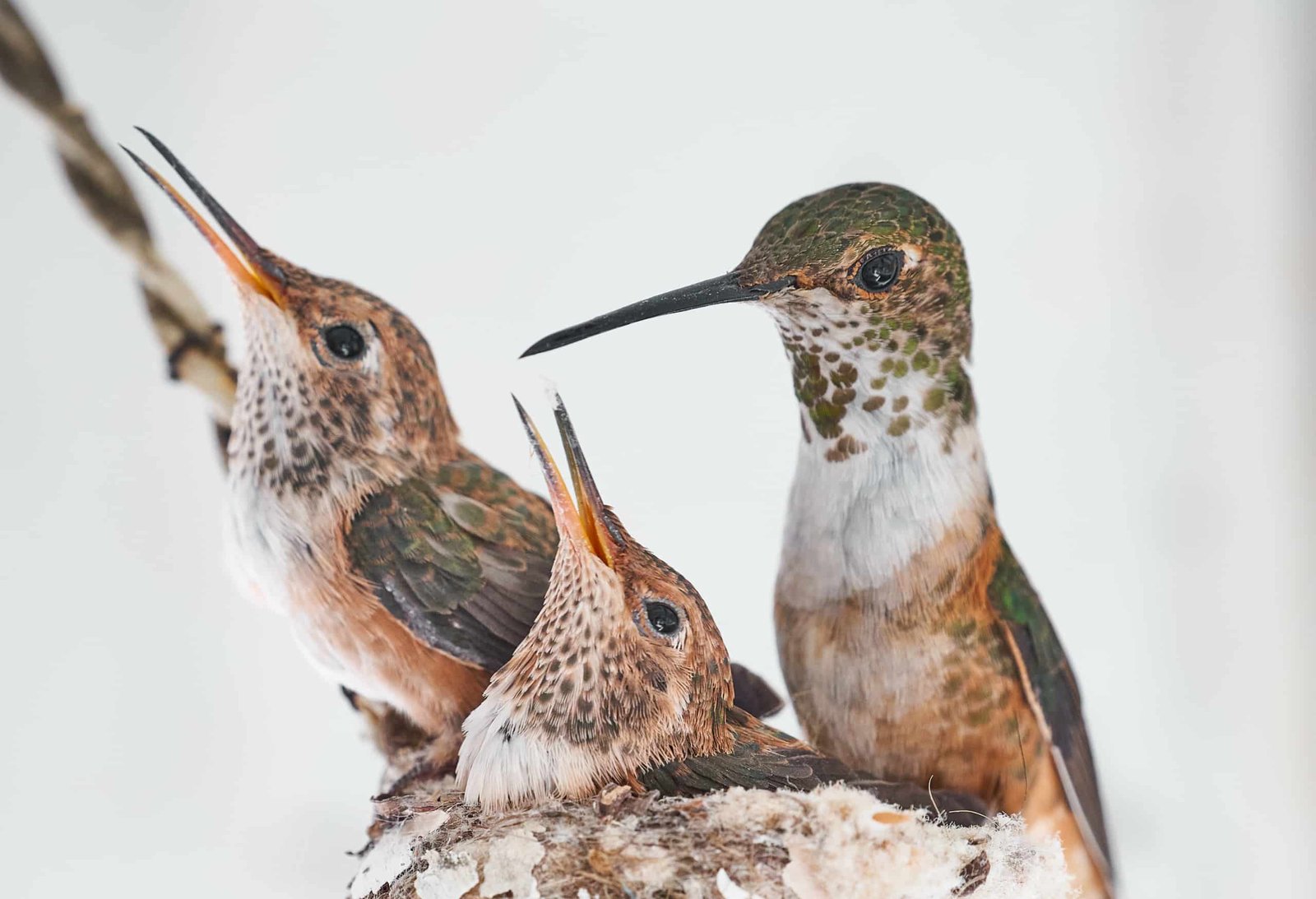 Hummingbirds Nest Mother Babies Nature