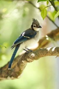 Nature Blue Jay Bird