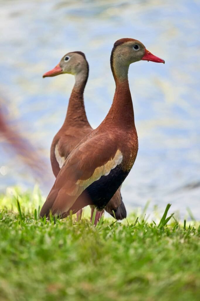 Ducks Nature Sarasota Photography Ducks Nature Sarasota Photography