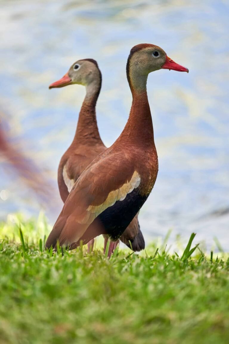 Ducks Nature Sarasota Photography