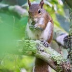 Squirrel Sarasota Florida Nature Photography Art Print