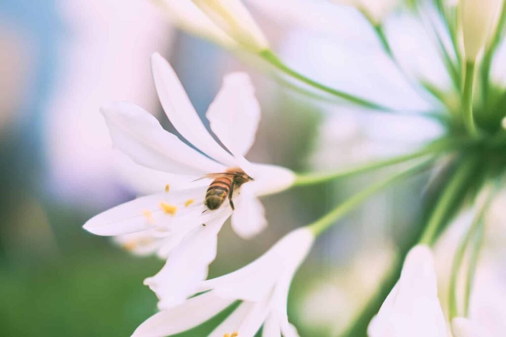 Flower Bee Macro Nature