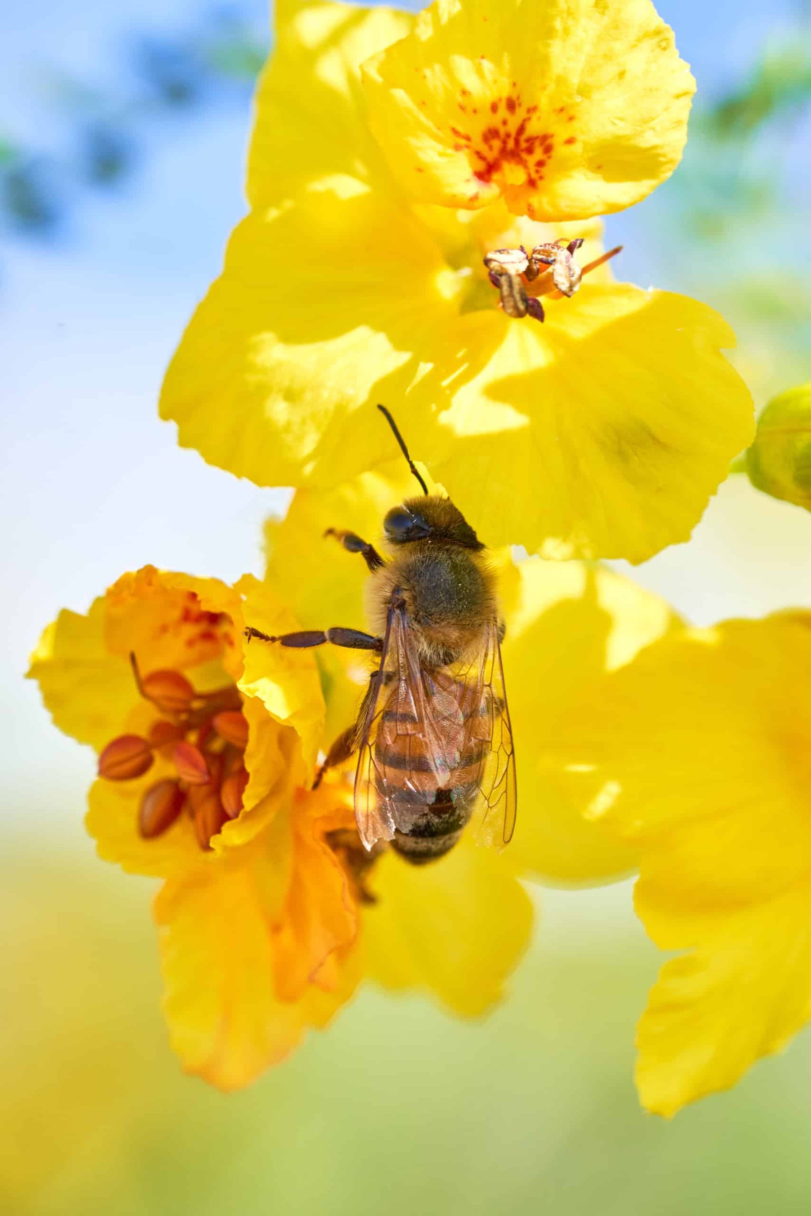 Nature Macro Bee Yellow Flower
