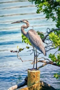Florida Birds Nature Photography