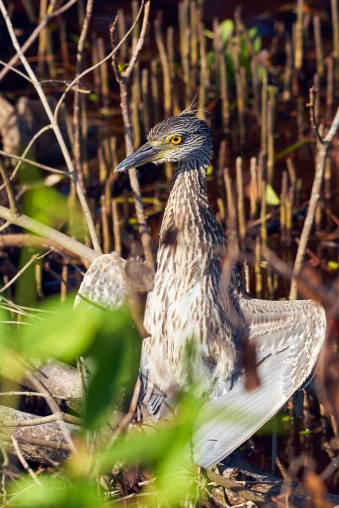 Florida Birds Nature Photography 2 Florida Birds Nature Photography 2