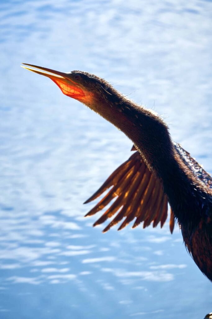 Florida Birds Nature Photography 3 Florida Birds Nature Photography 3