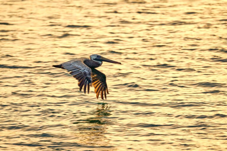 Golden Hour - Pelican at Sunset