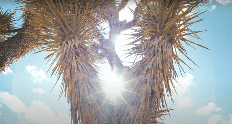 Joshua Tree Nature Photography Sarasota Florida