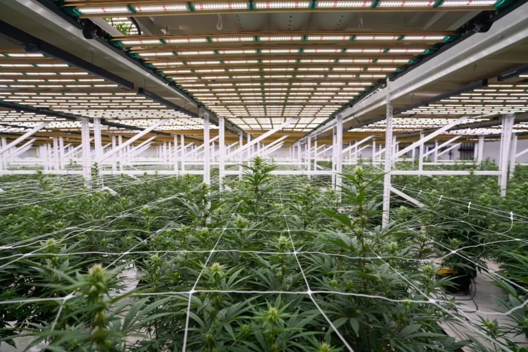 Medicinal Marijuana Indoor Grow Room Florida