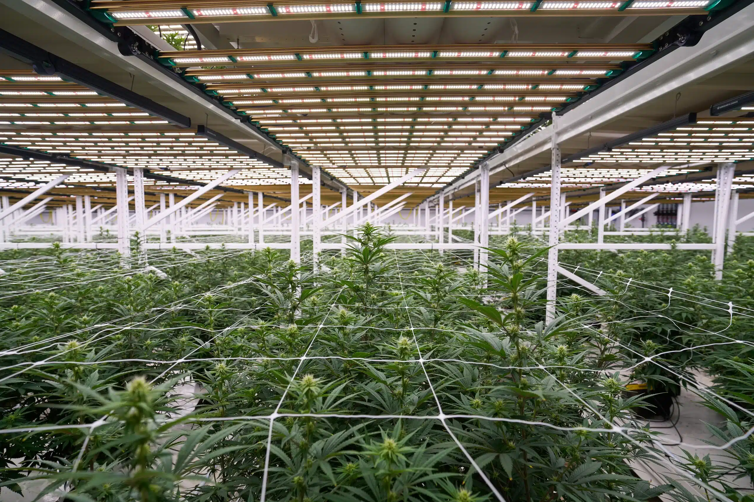 Medicinal Marijuana Indoor Grow Room Florida