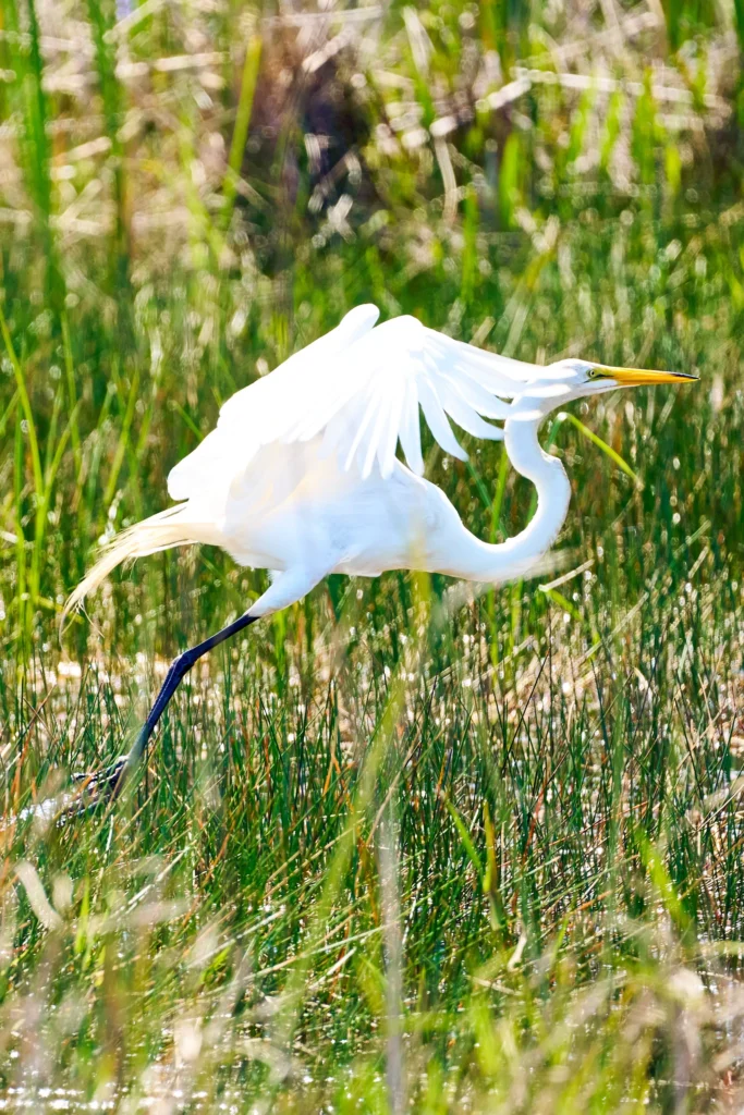Nature Photography Everglades National Park Sarasota Florida Thru My Eyes 3 Nature Photography Everglades National Park Sarasota Florida Thru My Eyes 3