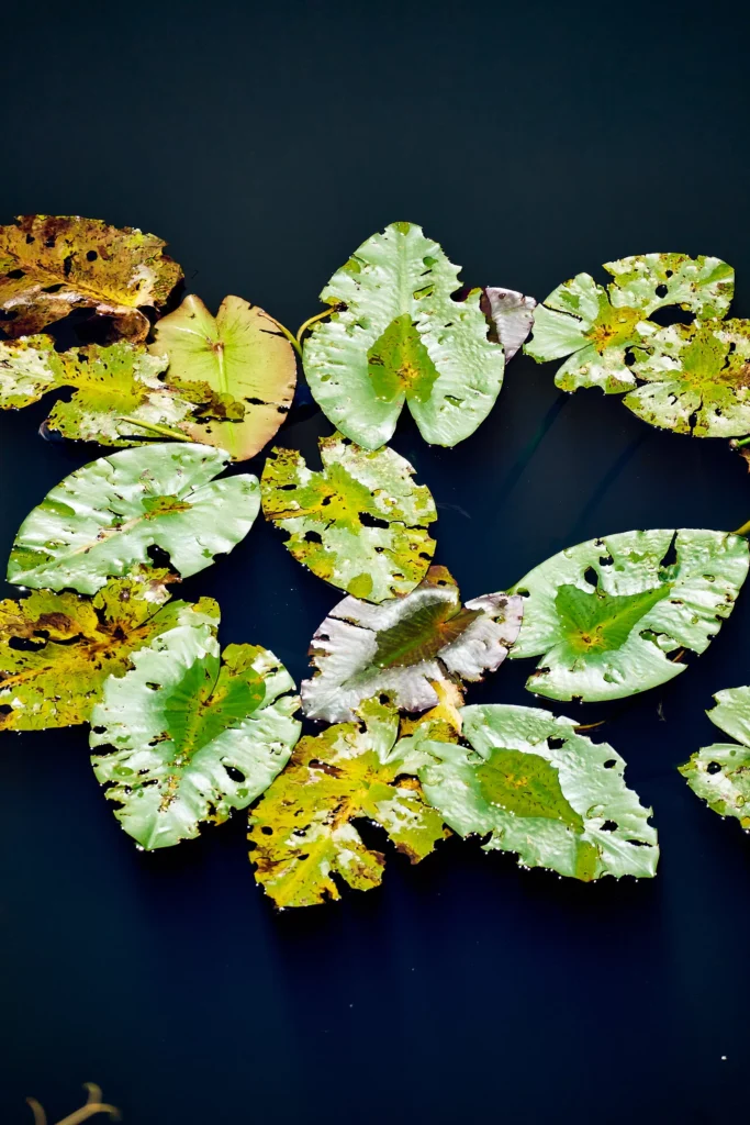 Nature Photography Everglades National Park Sarasota Florida Thru My Eyes 4 Nature Photography Everglades National Park Sarasota Florida Thru My Eyes 4