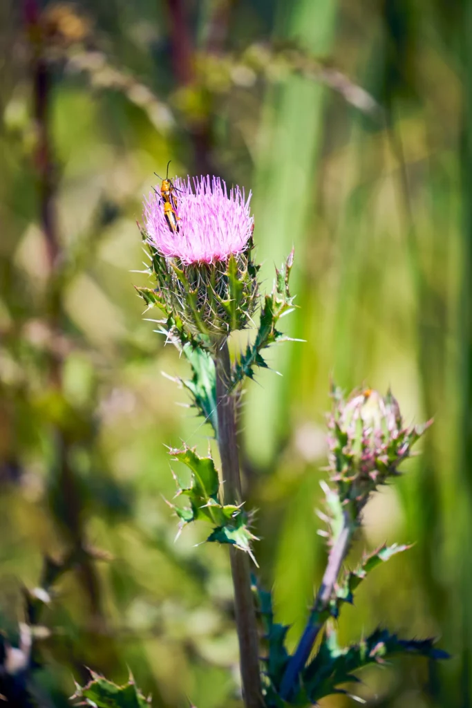 Nature Photography Everglades National Park Sarasota Florida Thru My Eyes 6 Nature Photography Everglades National Park Sarasota Florida Thru My Eyes 6