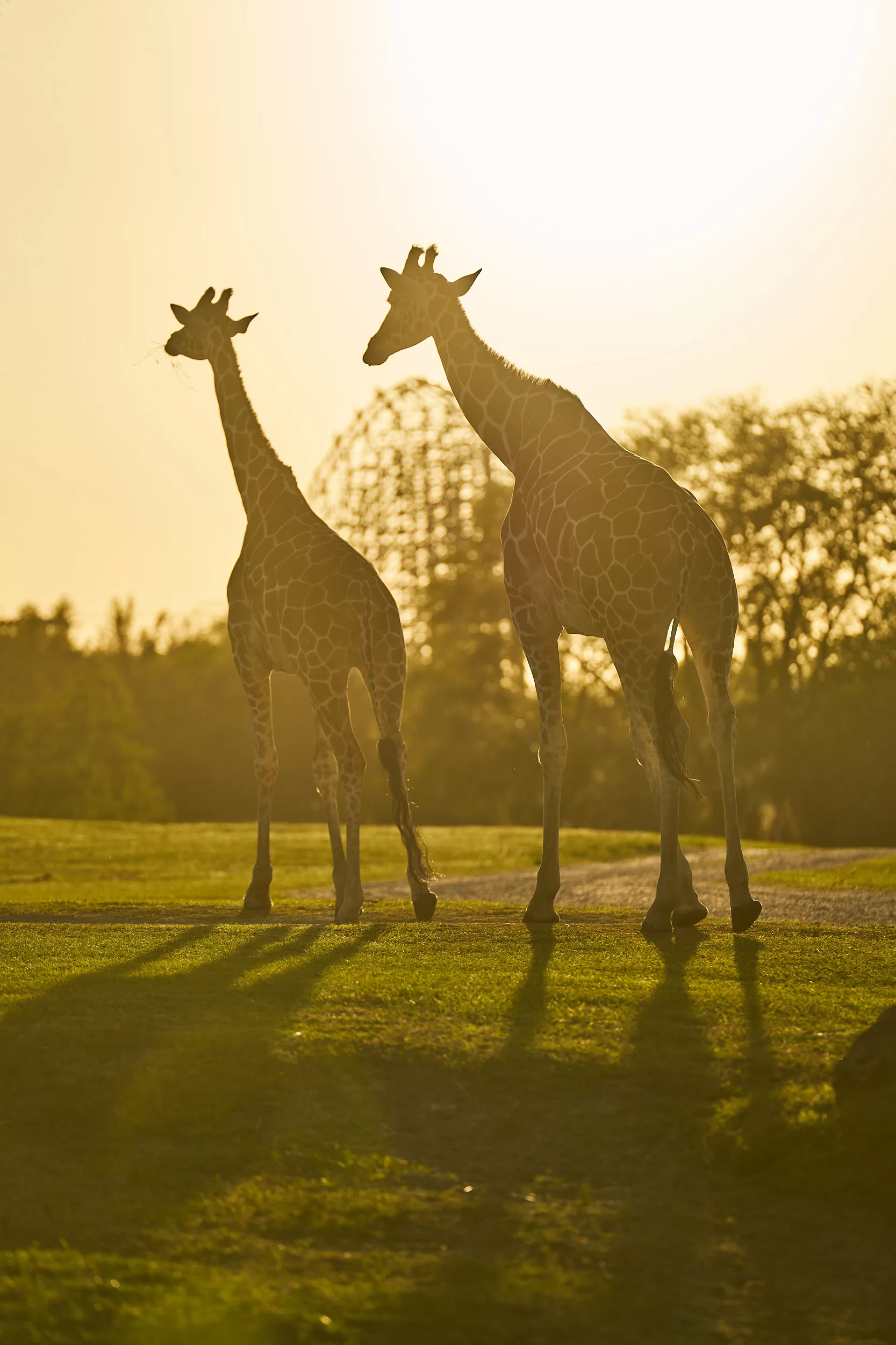 Busch Gardens Animal Photography Florida Thru My Eyes 1