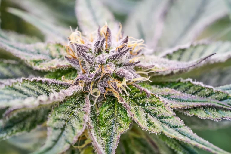 CannabisPhotography Sarasota 1