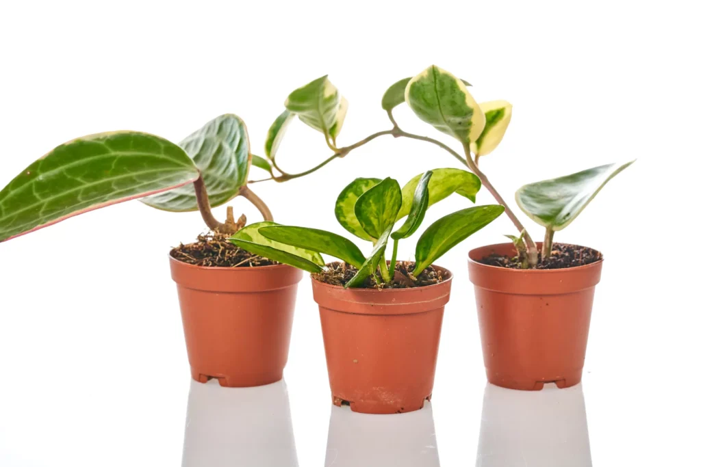 Product Photography On White Live Plants Sarasota Product Photographer