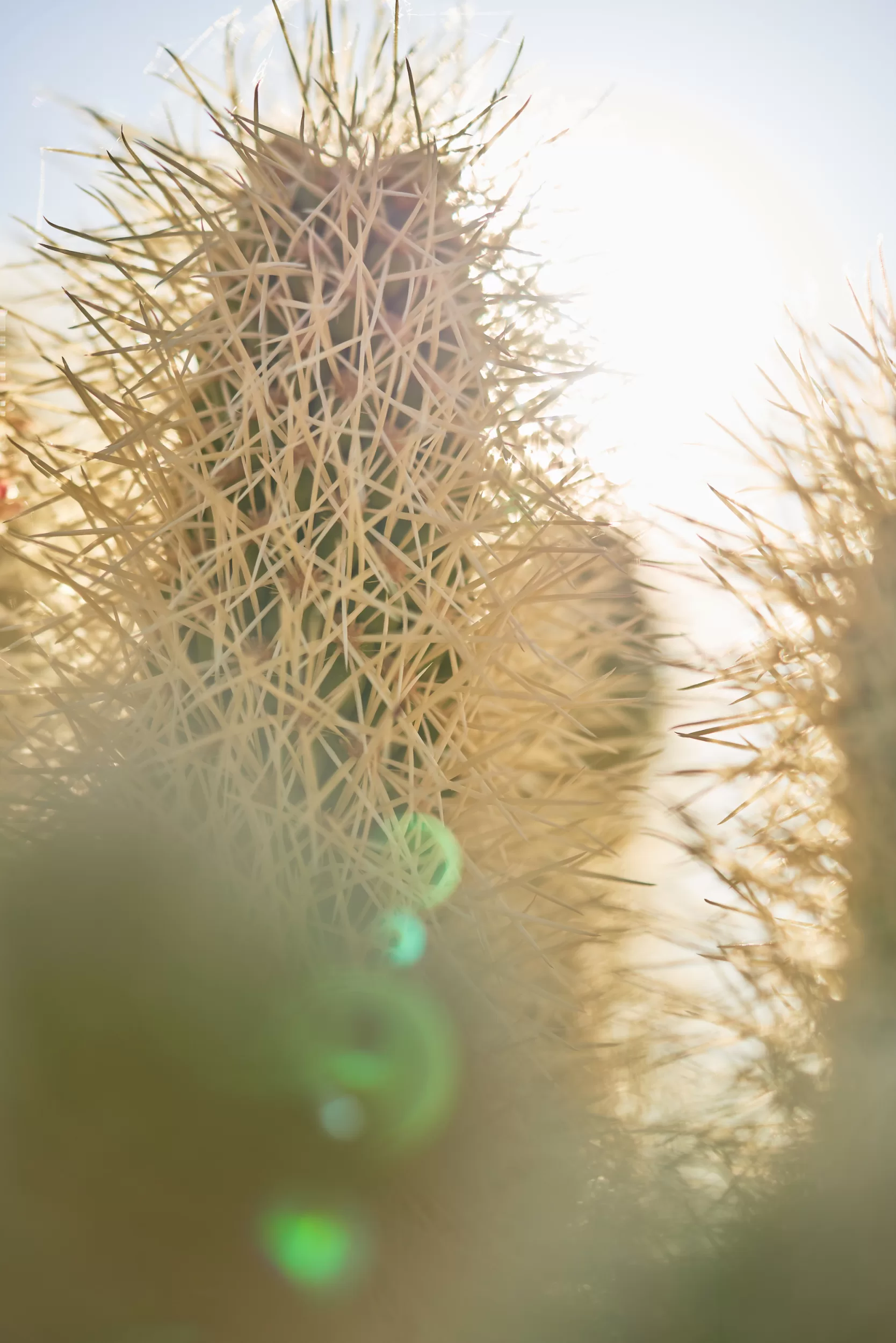 Joshua Tree Cactus December Calendar Image