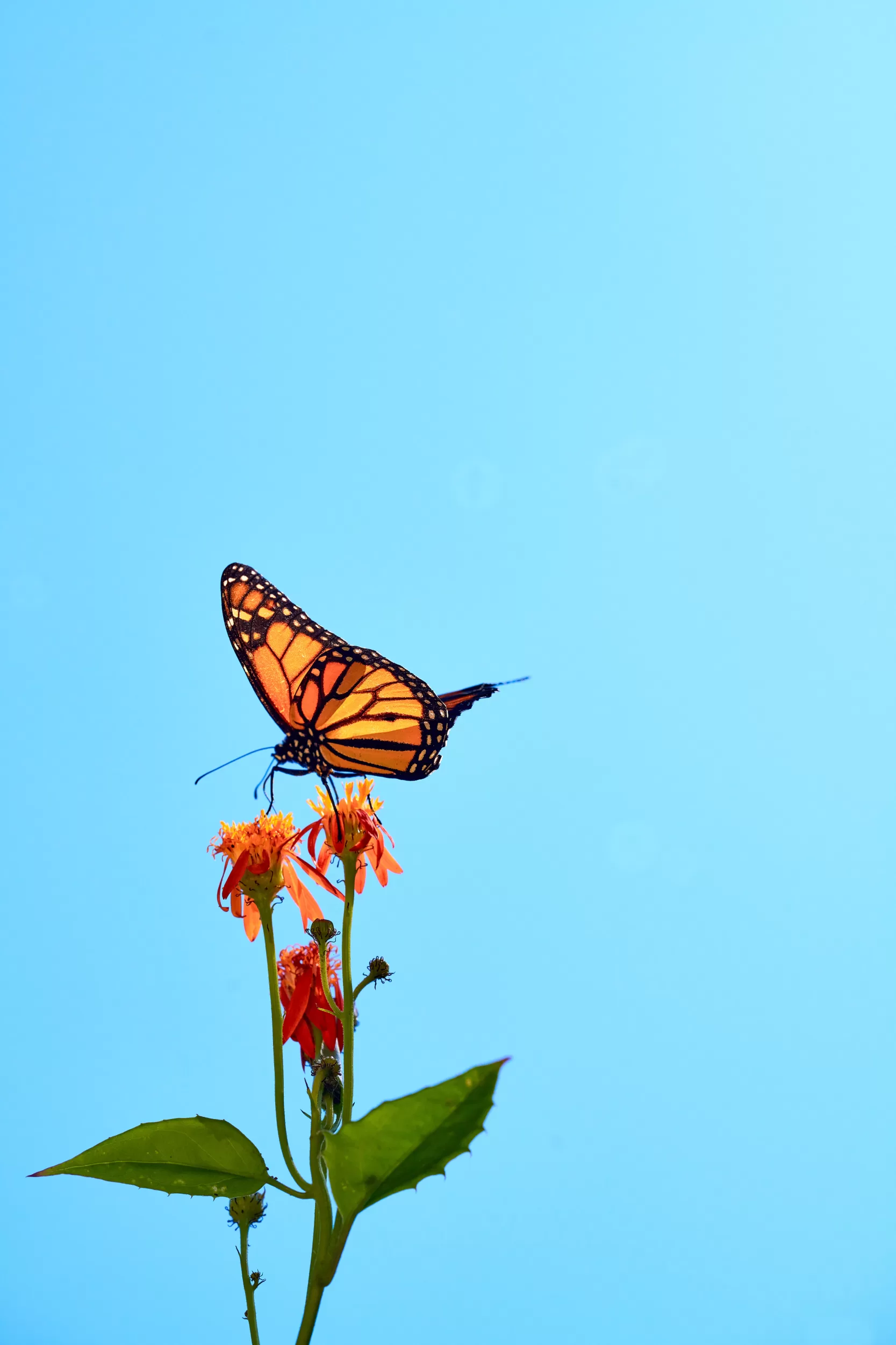 04 April Calendar Thru My Eyes Monarch Butterfly